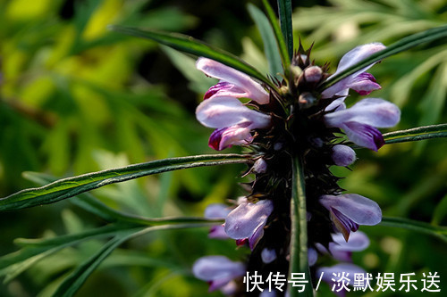 益母草|十个女人九个腰痛，用此物煮粥吃，腰变灵活了，还能清除体内垃圾