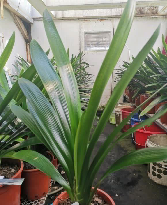 养君子兰,什么样的植料最好?应该怎么搭配?分享几个技巧