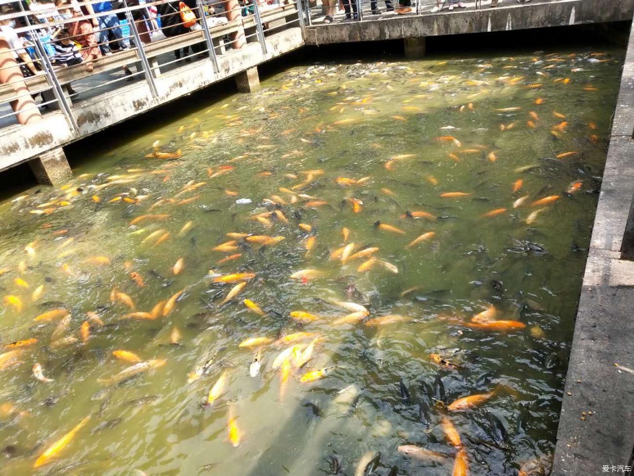 莲花山|莲花山游记