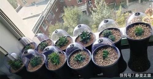 新叶|家里的废瓶用来养花,“噌噌”冒出大白根,新叶呼呼长不停