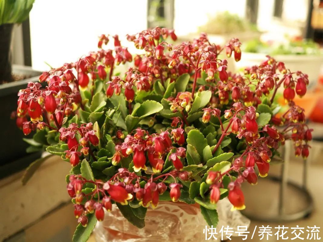 你的长寿花还没开花？可能是夜晚没给它提供黑暗的环境