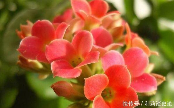 养花就养个花期长的,花大色艳,花香易打理,懒人最爱