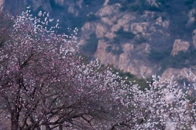 杏花|背靠五莲山！久负赏花盛名，今日一见确实惊叹