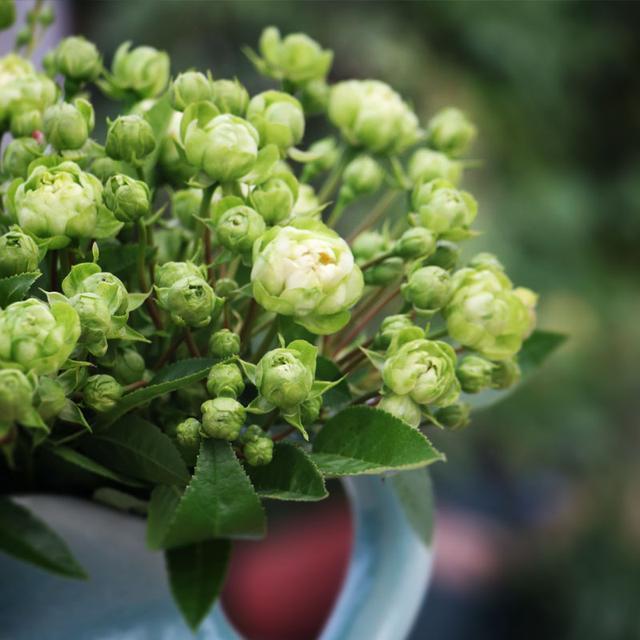 这月季,花色奇特新颖,让人耳目一新,盆栽一棵四季赏花