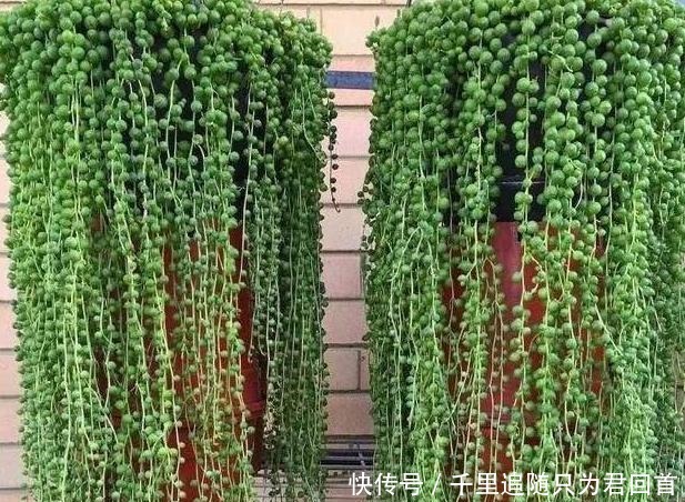 阳台养多肉选它们,好看好养易爆盆,分分钟变成一片''花海''