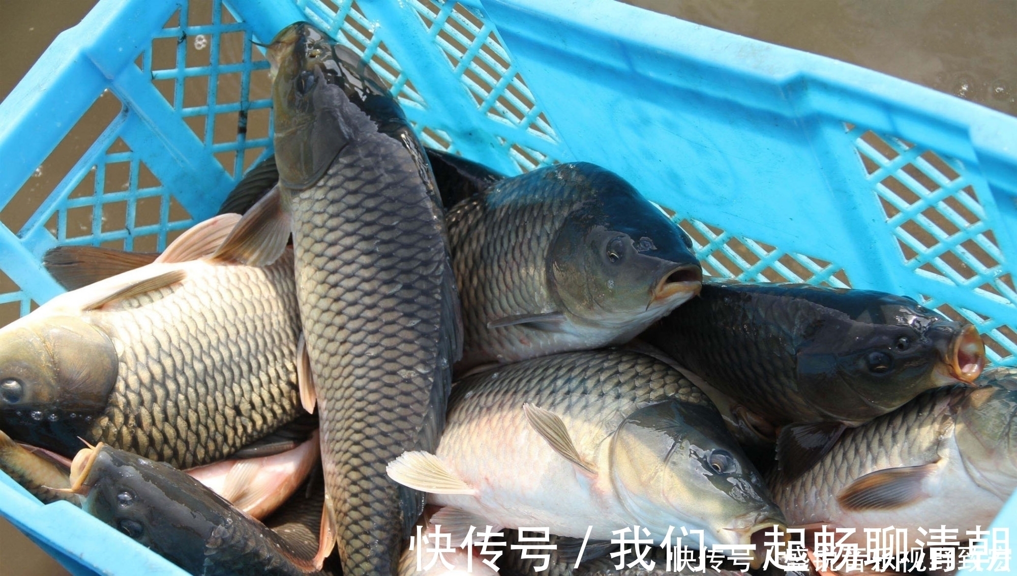 金顶|什么物质的气味是鲤鱼非常喜欢的?钓鲤鱼轻松爆护的四种物质