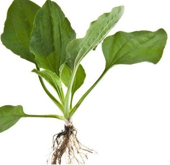 中年|车前草的药用价值太大了,除了保肝护肝,你不知道好处太多了