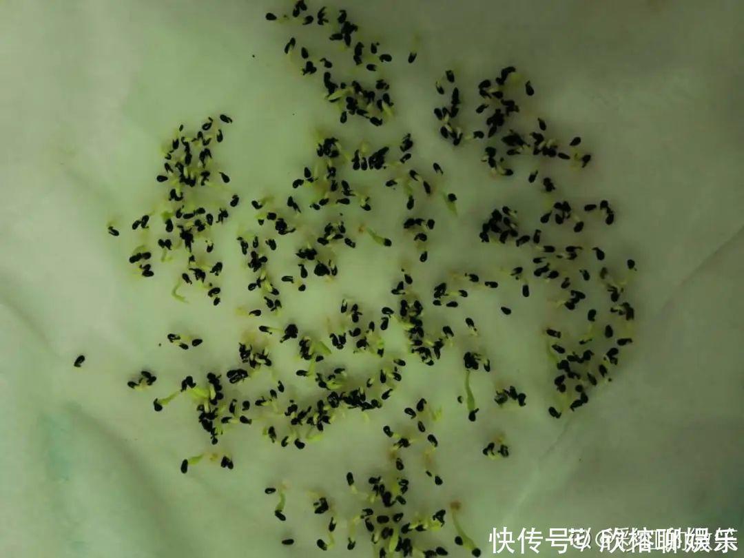 花花|大粗杆插土里，7天生根，当年结果压弯枝，不用买水果了！