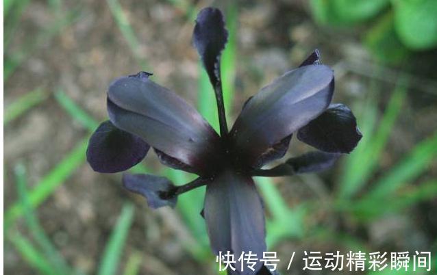 越漂亮的花越神秘,这10种花,都有一个美丽的传说