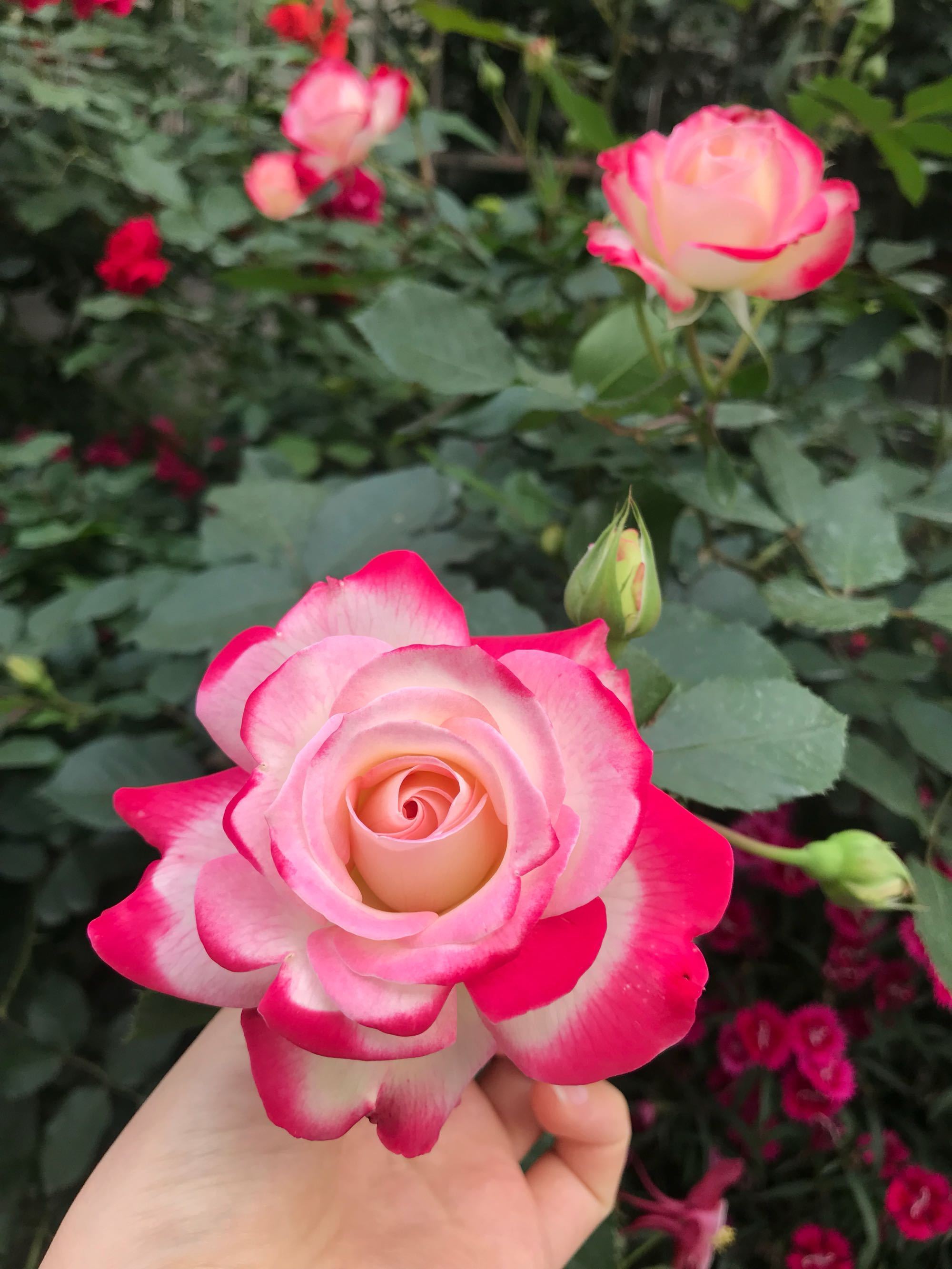 世界最美月季之一，多次获园艺奖，丰花勤花，花型完美，适合盆栽