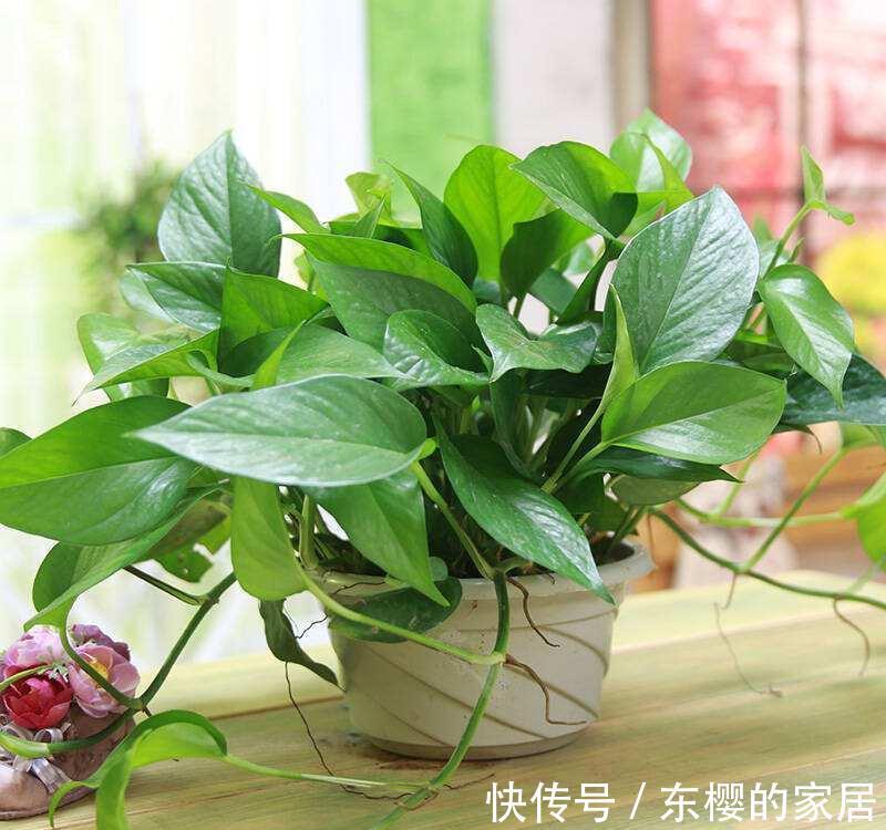 光照|养花试试这几款，浇水过多又不通风的话会容易烂根