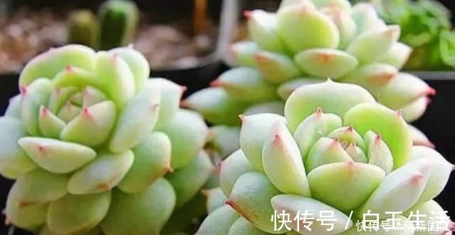不会养多肉，记住3个“关键点”，植株不徒长，叶子肥肥状态美