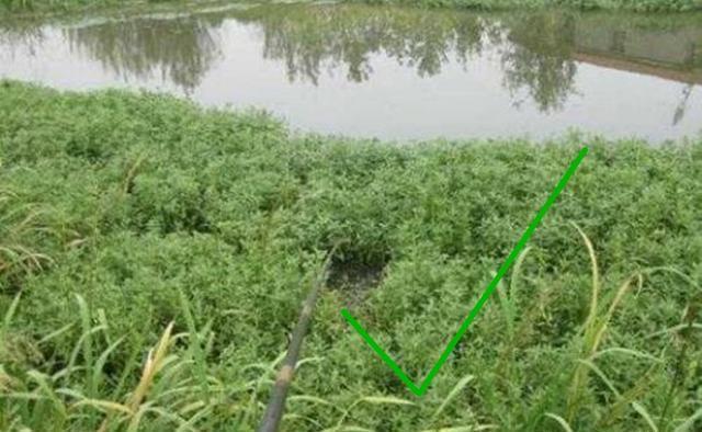 地方|夏季钓鱼不钓草？在有水草的地方钓鱼，钓位选择一定别任性