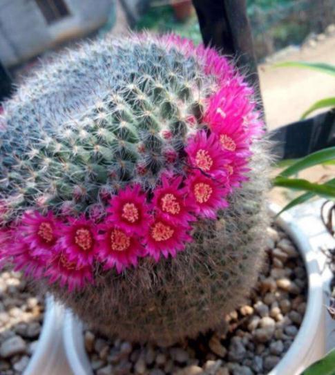 仙人球|养不活花的人,建议养这“5种花”,好养好看又实用