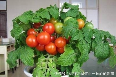 阳台上|这几种蔬菜种在阳台,好看又好吃,一年四季都不用花钱买!