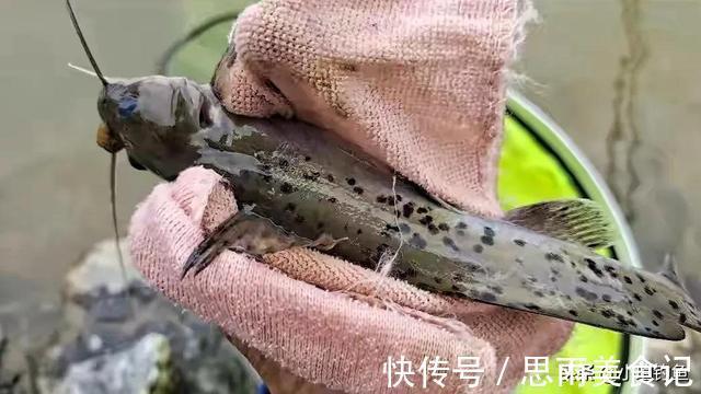 鲟鱼|国内钓到这些“牢底坐穿鱼”,务必放生,每年都有人误钓它们被抓