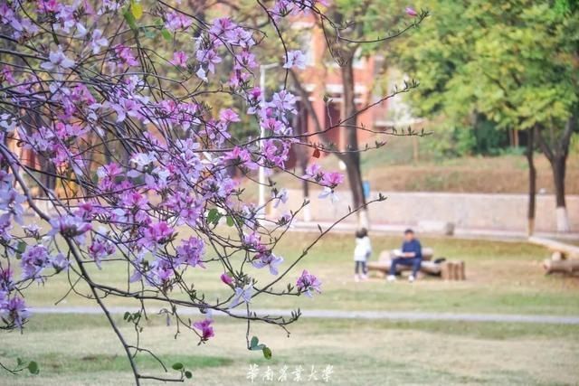 好家伙，这是什么偶像剧大学啊……