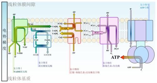 我们或许真是从石头缝里蹦出来的——生命起源