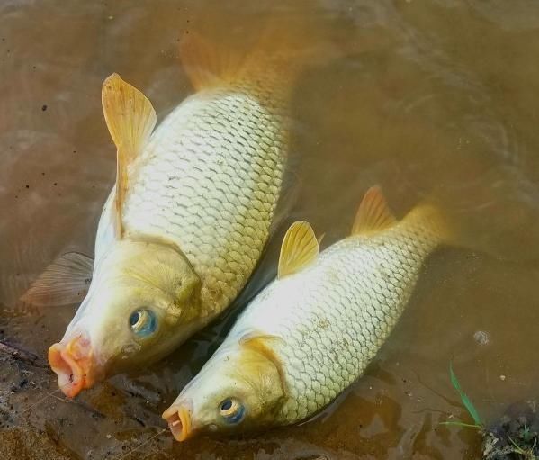  钓友|春季天晴钓鱼难老钓友试试这些方法，大鲫鱼拉到手软