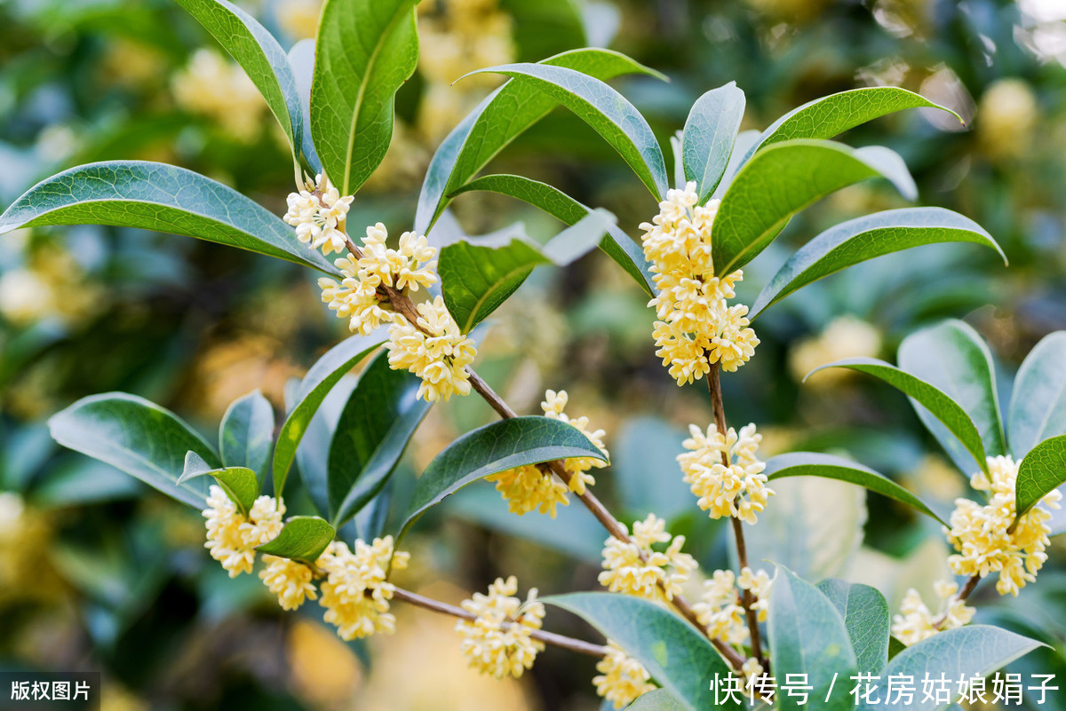 泥炭土|一根枝条,一个花盆,在家自己种桂花,不花钱也能嗅花香