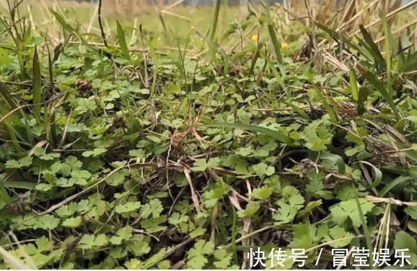 野草|长得像是“香菜”的一种野草，现在价值珍贵来了解一下