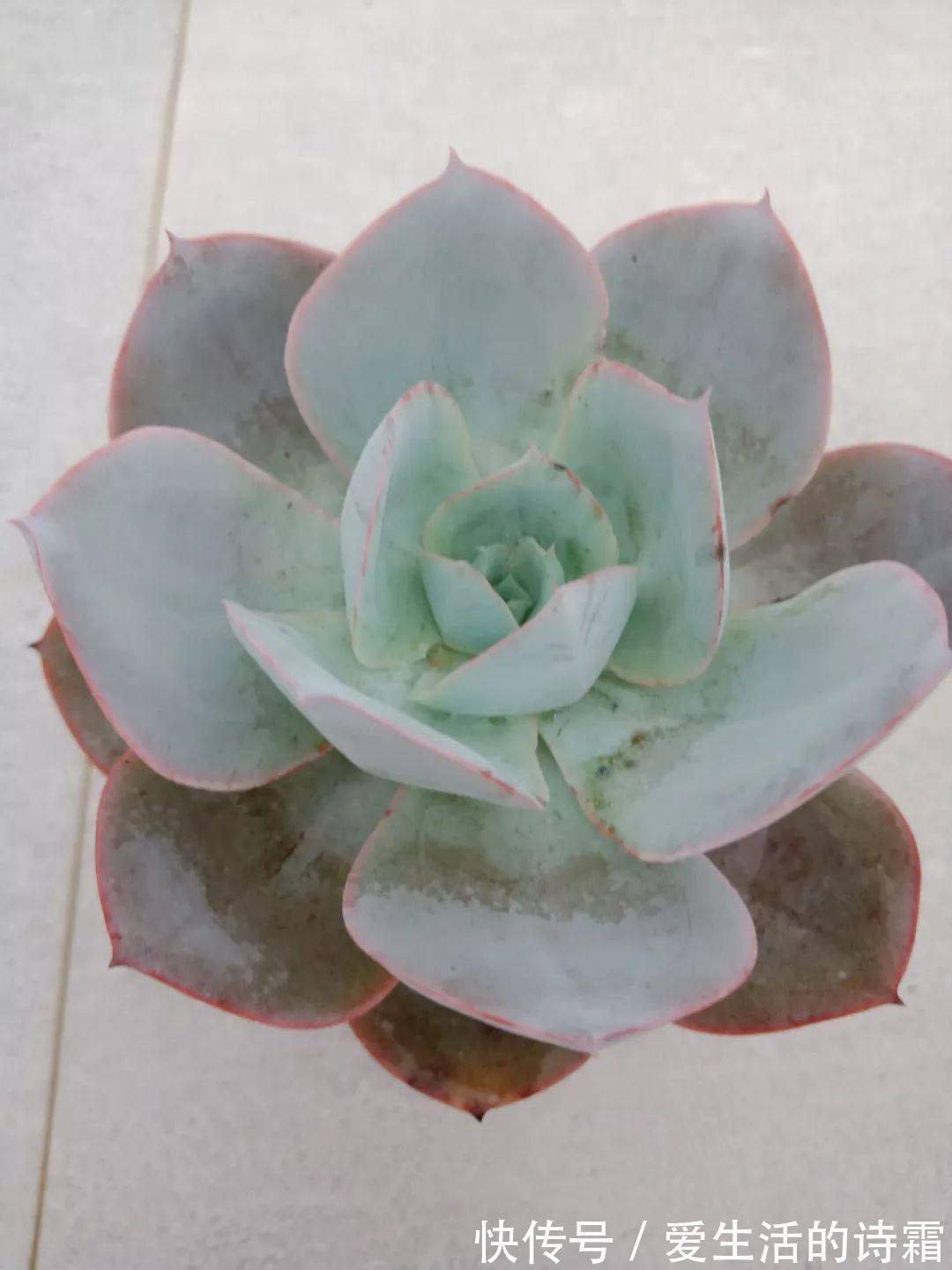 肉友|天一热,别管多肉徒不徒长了,能活下来就不容易!