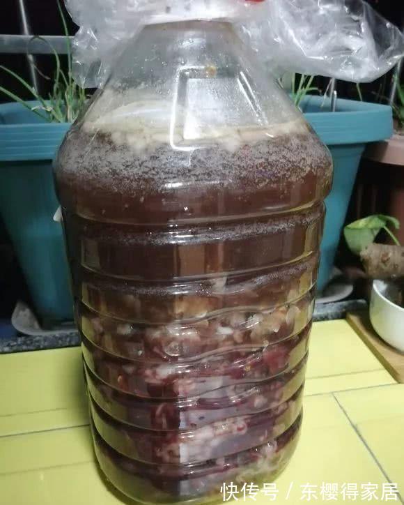 养花肥|怎么制作低成本高效养花肥？准备黄豆、鱼肠，这么干就成了