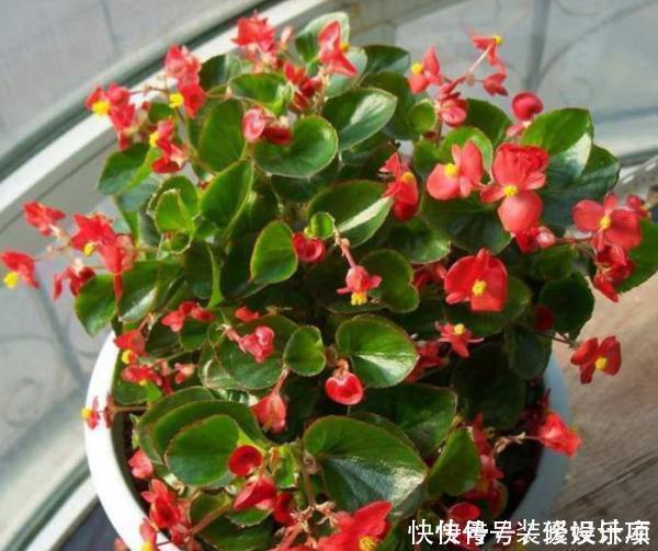 此1种花,花期超长,能开9个月,养一盆天天有花看