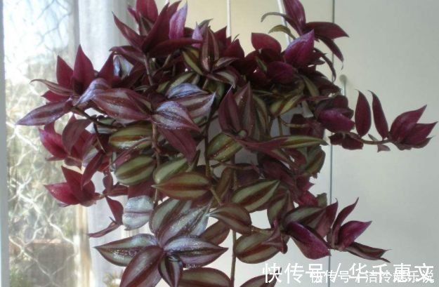 玫瑰海棠玫瑰海棠|家养4种旺运花,吉祥又喜庆,开花红红火火,旺财又旺运!