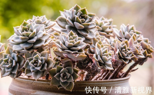 繁殖|此几款多肉植物,随便养养就爆盆,繁殖能力特强,呆萌可爱又好养