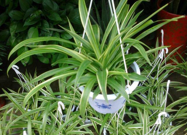 这10种花夏天“晒不得”,一见强光就黄叶,赶紧搬回家