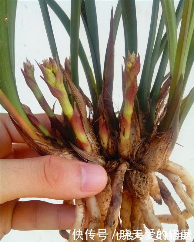 媳妇盆栽3年的兰花,爆盆的速度太疯狂,阳台上都放不下了