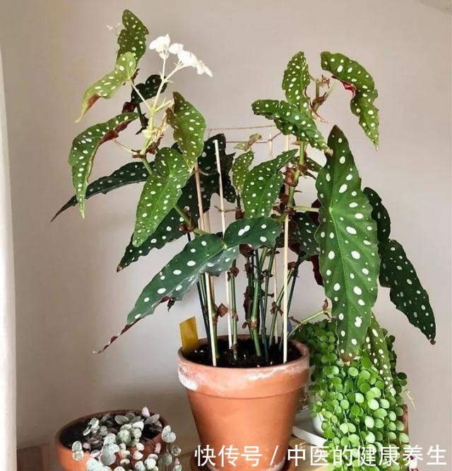 别养绿萝了,这20种耐阴植物,养在家里更合适!