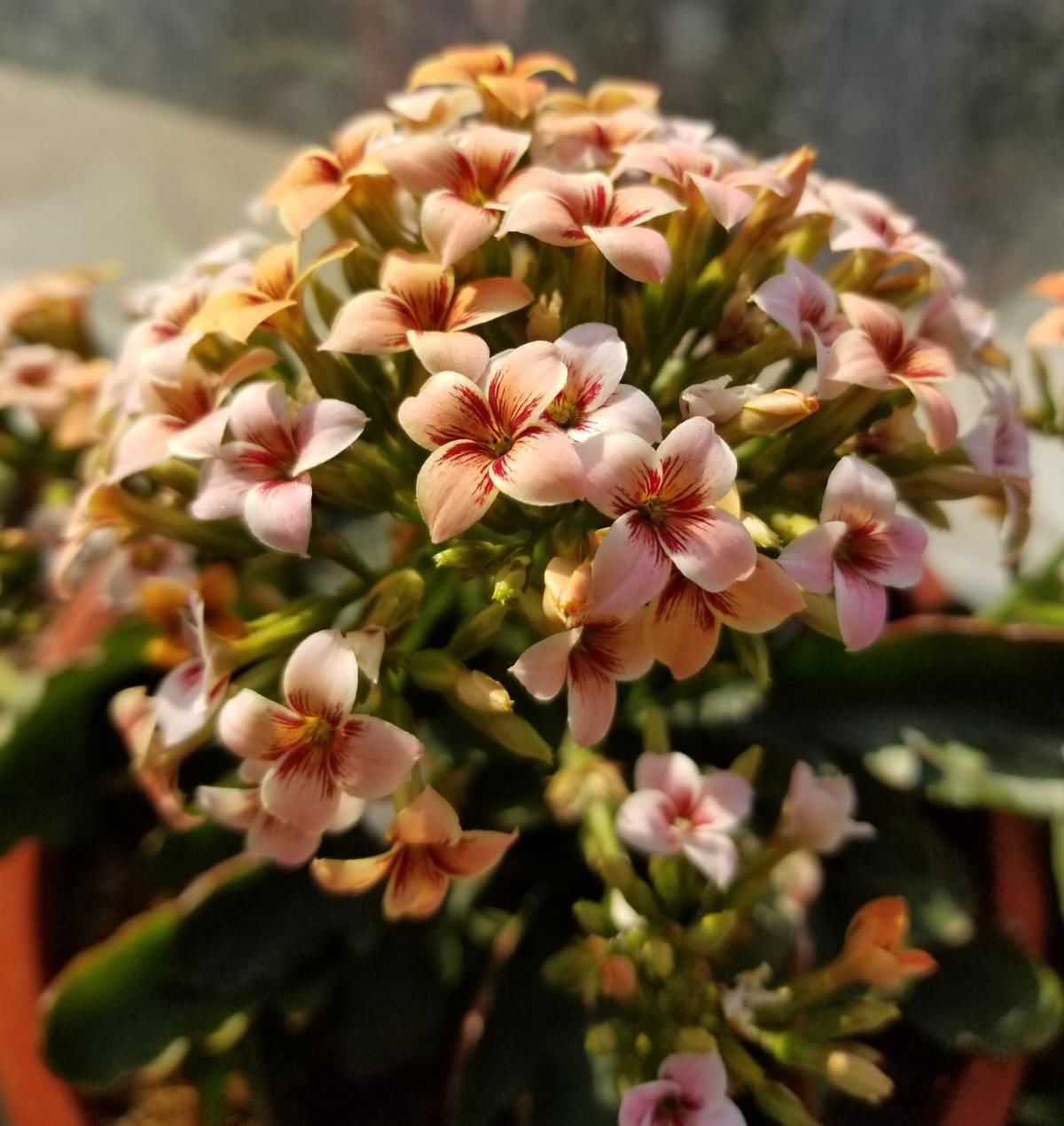 修剪|养长寿花，抓住最后的打顶时机，再晚今年不开花