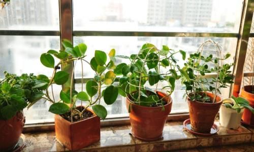 不用羡慕乡村景色了，楼房养花一样能养眼、修身养性