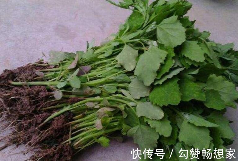 很好吃|春天了，5样“野菜”别错过，包成饺子，鲜嫩美味，很好吃