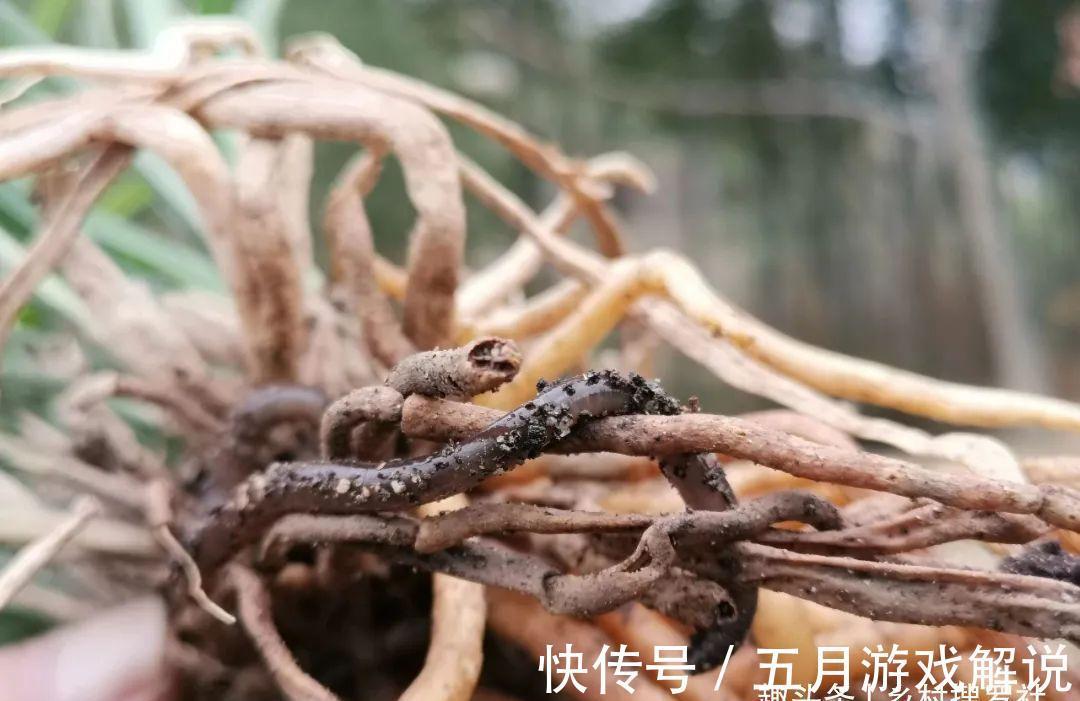 兰花|种植兰花，如果花盆中出现这两种现象，兰根茁壮兰苗旺盛就不难