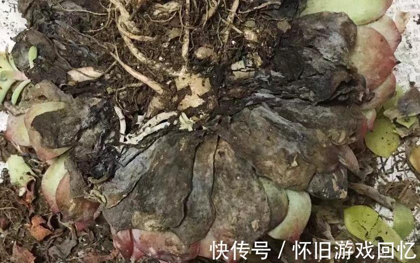 旧土|网购多肉，栽种前做好五个准备步骤，多肉妥妥地迅速服盆