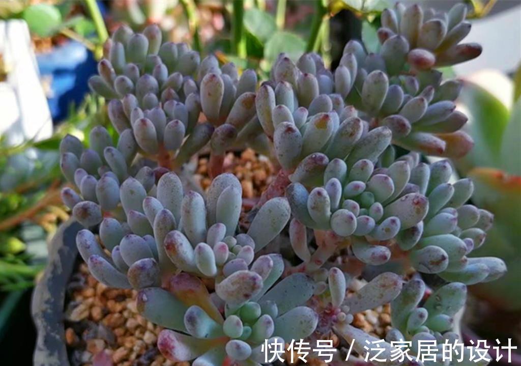 唐印|多肉秋天施点肥,既爆头又上色,但也有些多肉越施肥越丑