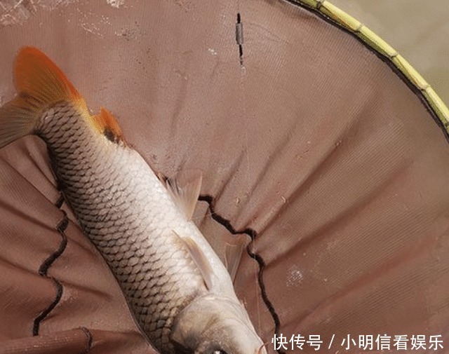 大鱼|想钓大鲤鱼很难么?教你4招钓到手软,3斤一下直接放生