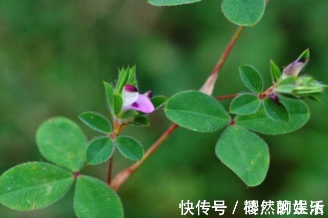农村|一种野草长得像苍蝇眼,俗称“掐不齐”,农村人用它治感冒发热