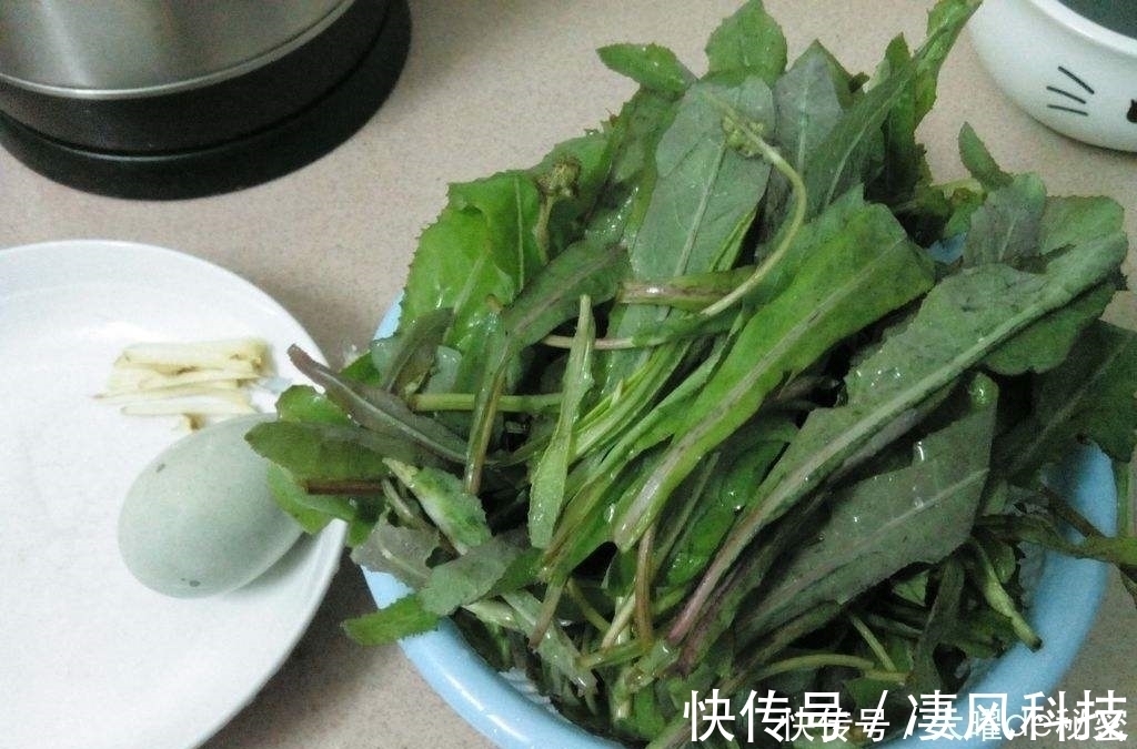 阳台上|天冷就吃这种“野菜”,种子撒一把,30天长成一盆