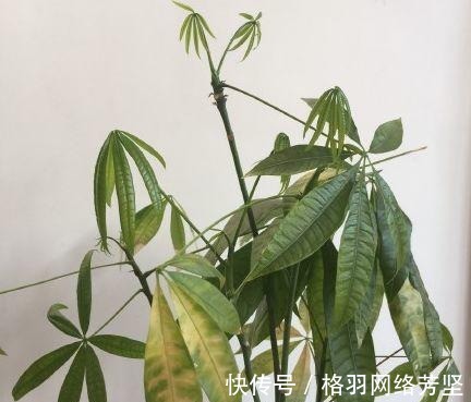 黄叶|绿萝又黄叶了, 这样一处理, 又是绿油油的一盆!