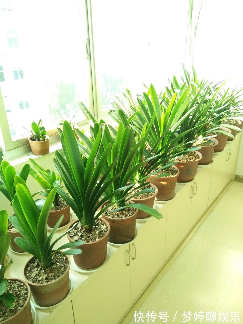 植株|养君子兰,了解4个“原则”,新叶整齐、翠绿,入冬长出花箭