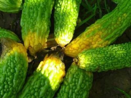 无花果|糖尿病克星来了，效果堪比胰岛素，饭后吃一吃，血糖平稳下来