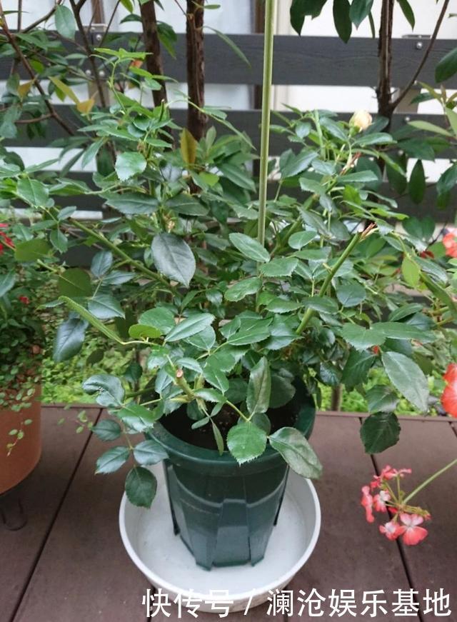 多肉植物|养花不会浇水,家里再多花也会被糟蹋,新手盆栽浇水指南