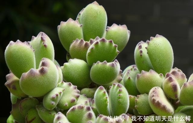 3款“爱哭鼻子”的多肉植物,名字很凄美,出了状态确让人很陶醉