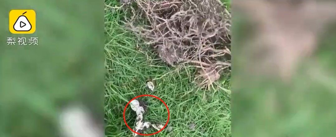 网购|男子网购盆栽后竟然……网友表示：这赠品太吓人了