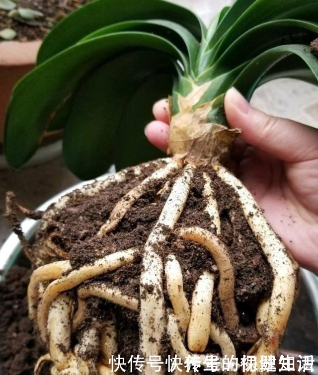 君子兰|君子兰不见长是你这三点没做好,改变方法,让养殖变得轻松!