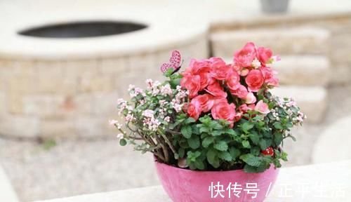 浇水|用淘米水浇水时加点它，保准让植物疯狂生长，花开爆盆！